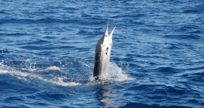 summer_fishing_vacations_white_marlin_capital_of_the_world_ocean_city_maryland_5838
